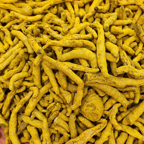 Yellow Raw Turmeric Finger at Best Price in Khurda Vs Exports