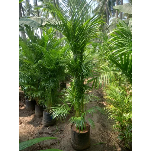 Areca Palm Plant Color Green at Best Price in Rajahmundry Prasanna