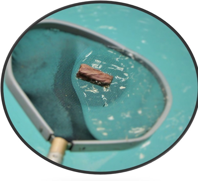 Oh Crap, Someone Pooped In The Pool! Talking Pools Podcast News