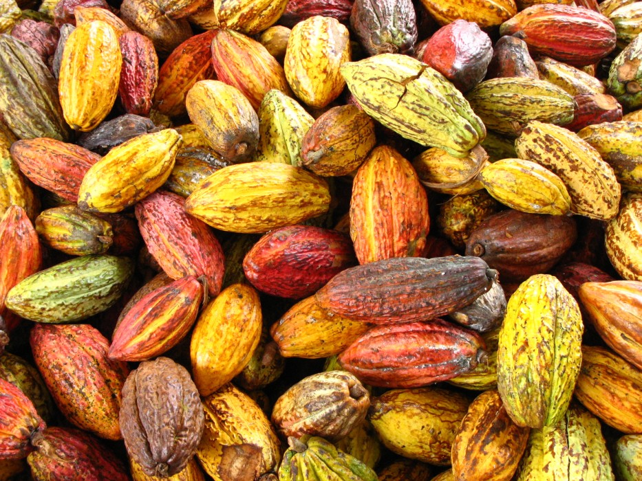 Cocoa Production in Nigeria A Literature Review