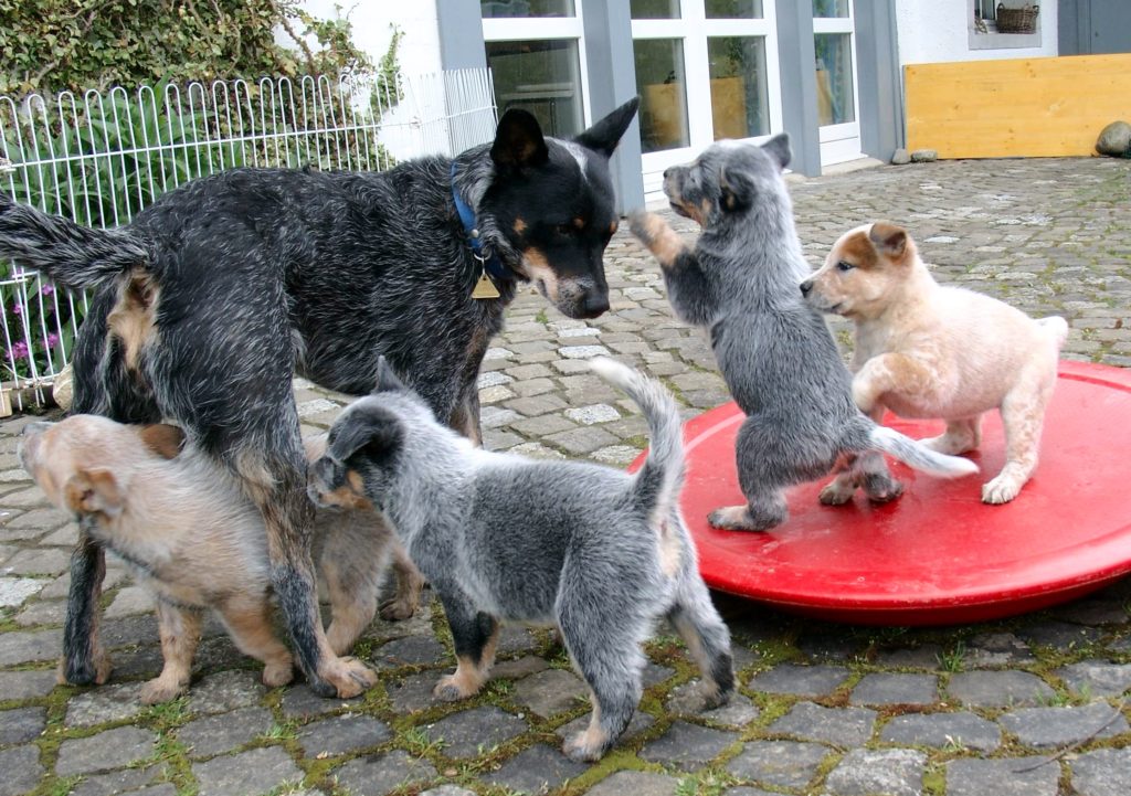 Selecting the Right Dog Part 4B Evaluating Individual Puppies CPT