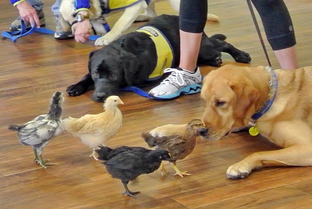 Service Dog Training Atlanta Dog Training CPT Training