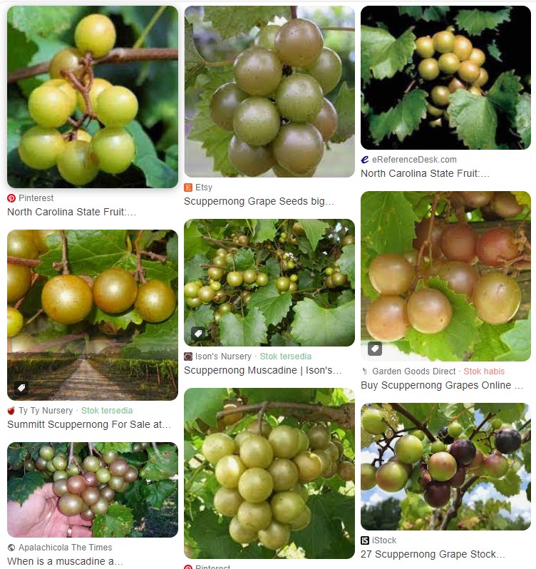 How do you eat a Scuppernong grape? Cracking Cheats