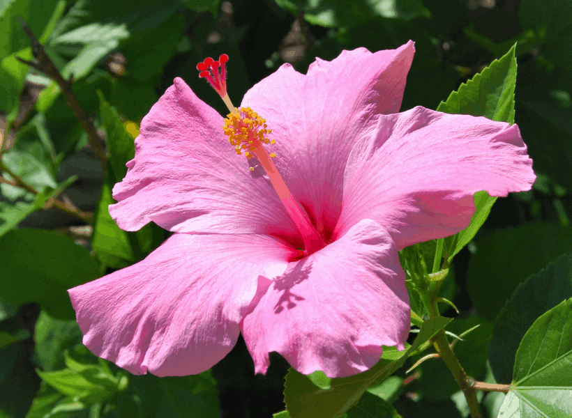 How to Care for a Hibiscus Crafting Her Blooms