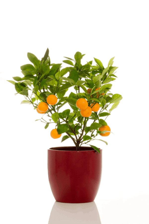 Small Fruit Plants to Grow Indoors What Fruits Work Best? Crafting