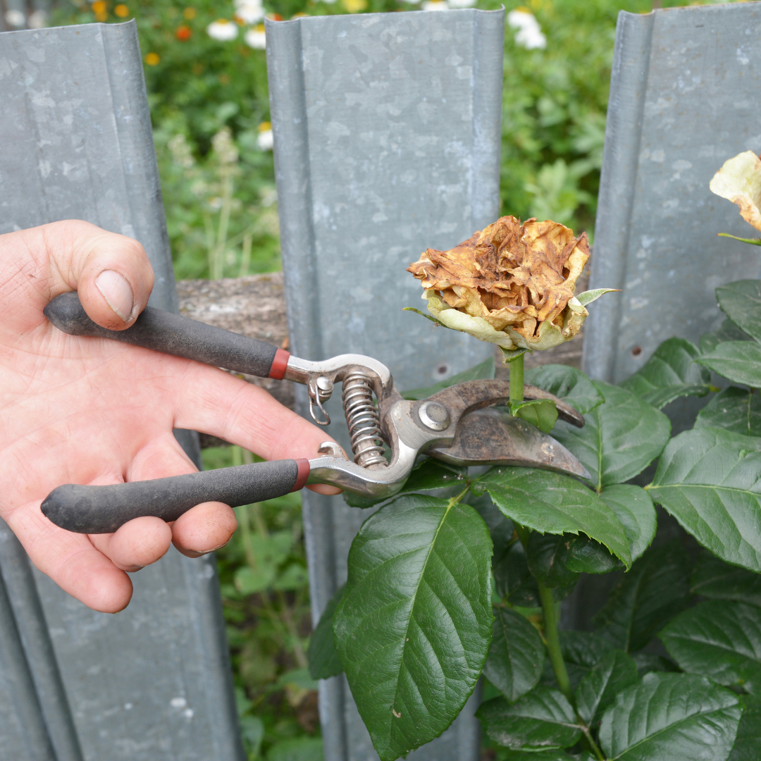 How to Prune Drift Roses for the Most Flowers Crafting Her Blooms