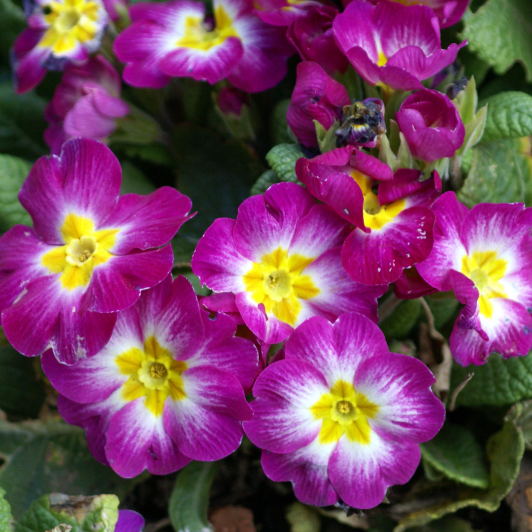 5 Winter Bedding Plants for a UK Garden Crafting Her Blooms