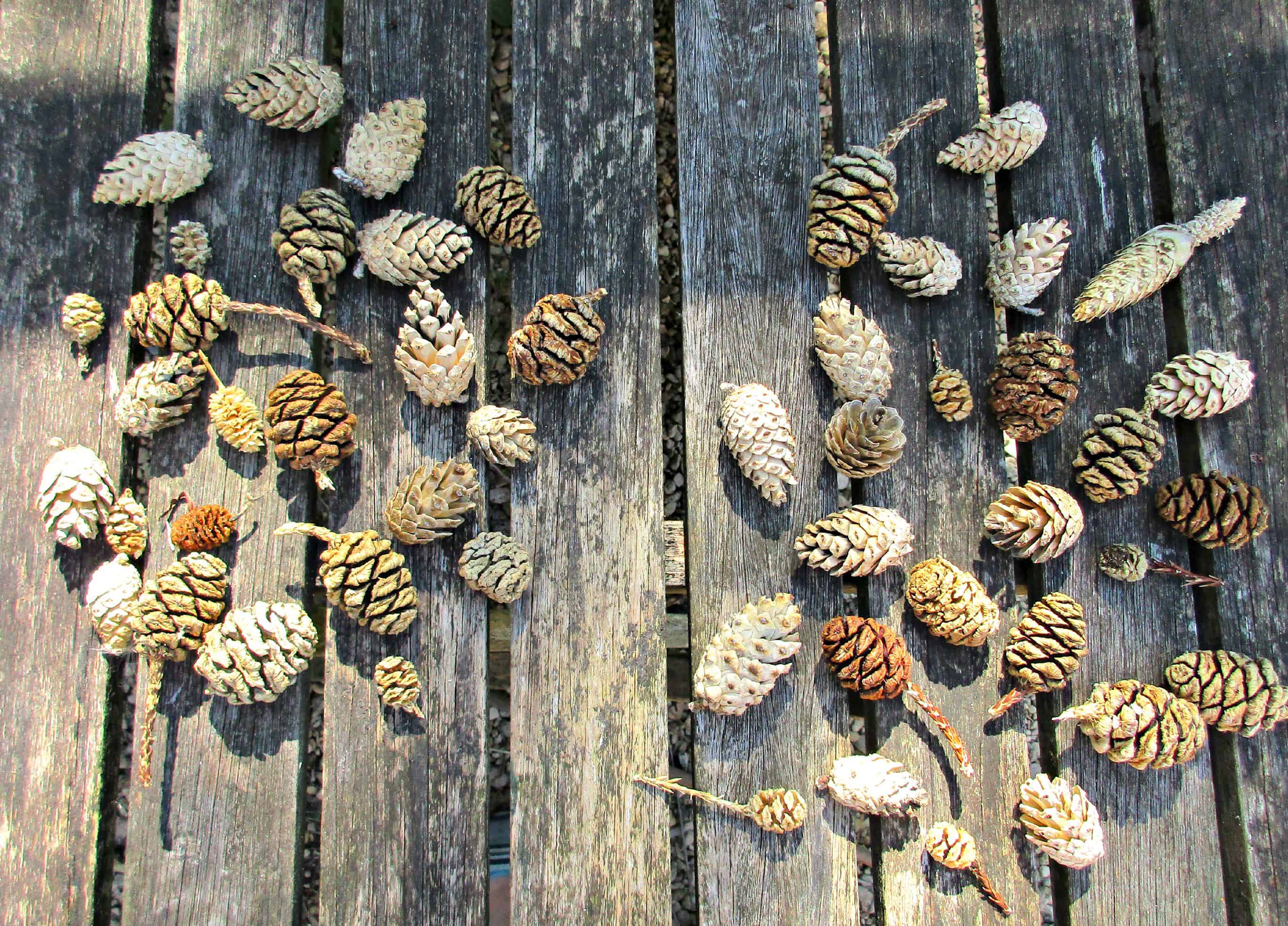 How to Easily Bleach Pine Cones at Home • Craft Invaders
