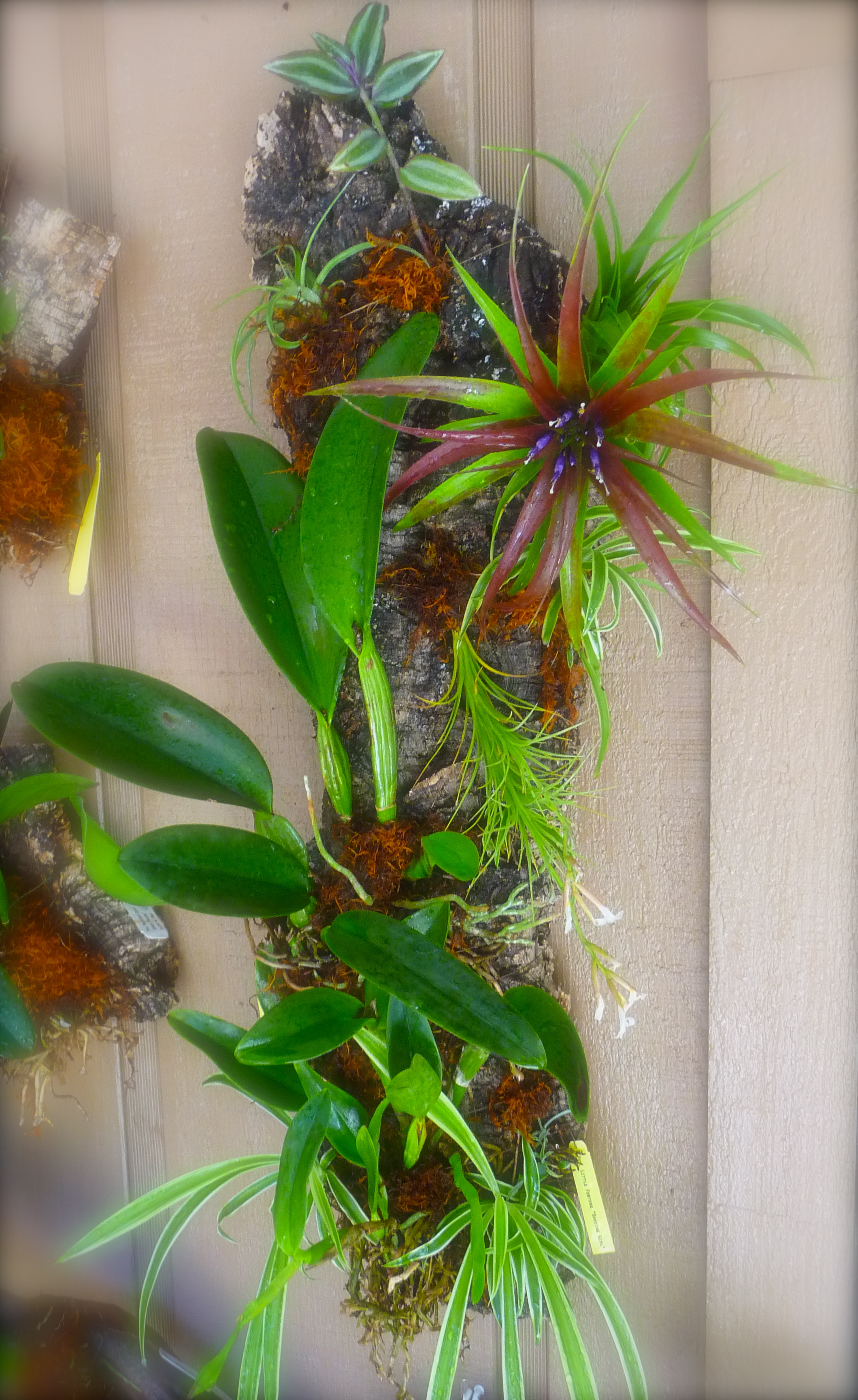 A Piece of Paradise on Cork Craft Organic