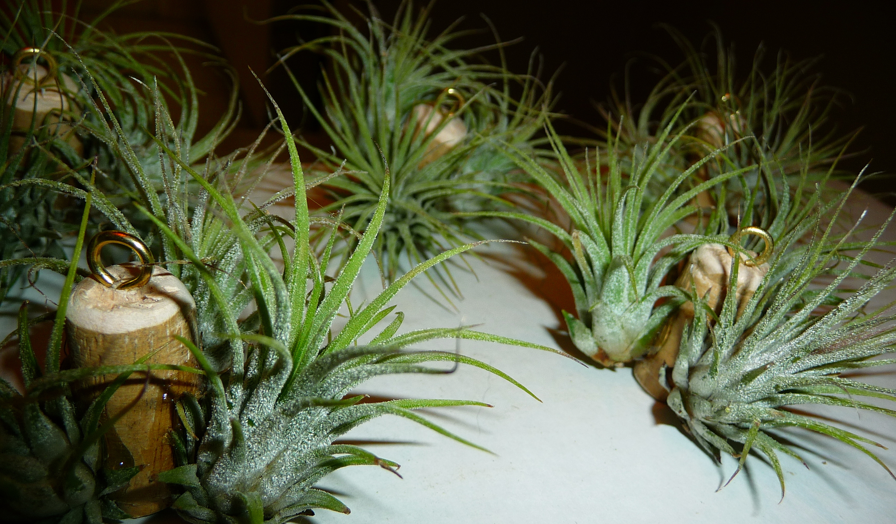 Give Your Air Plant Clump A Head Start Craft Organic