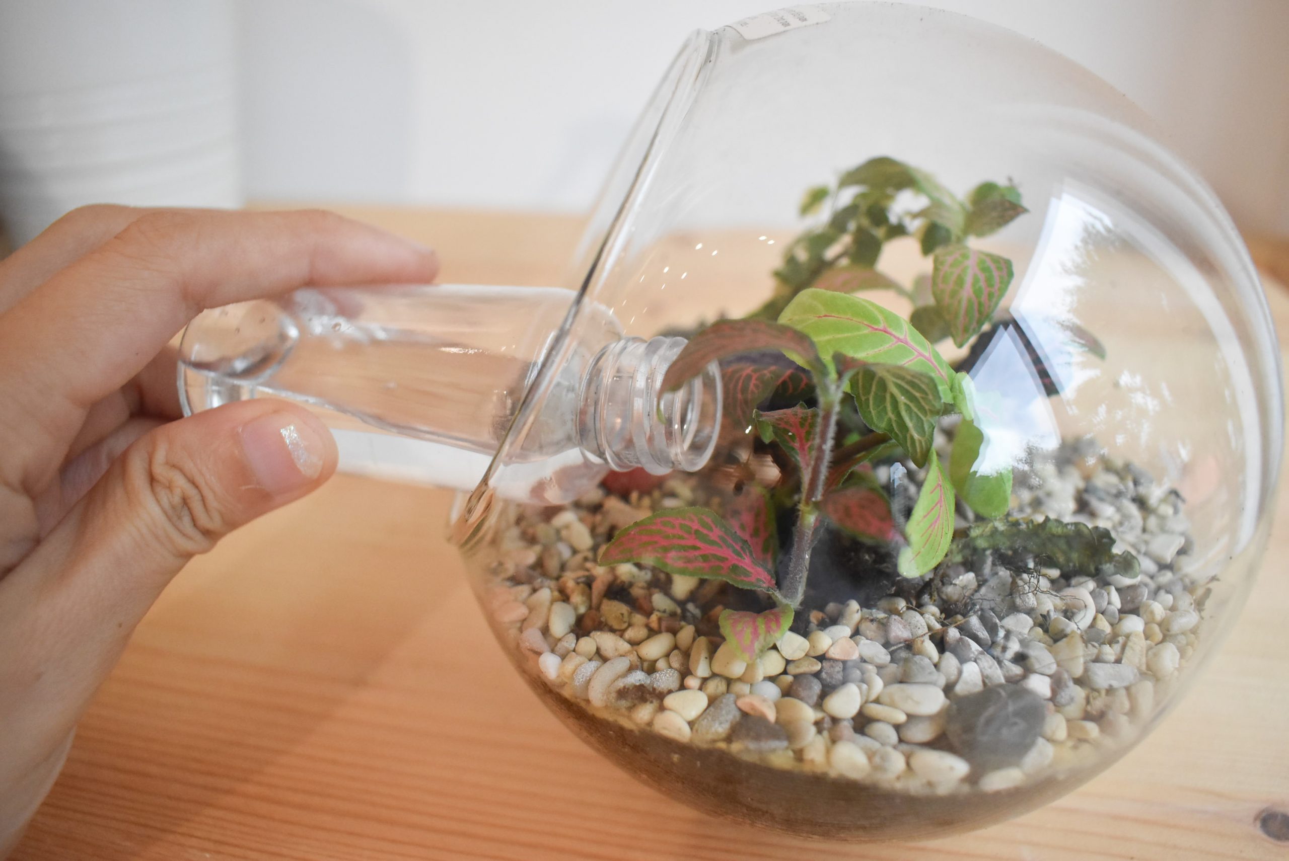 Care tips Wet plants terrarium