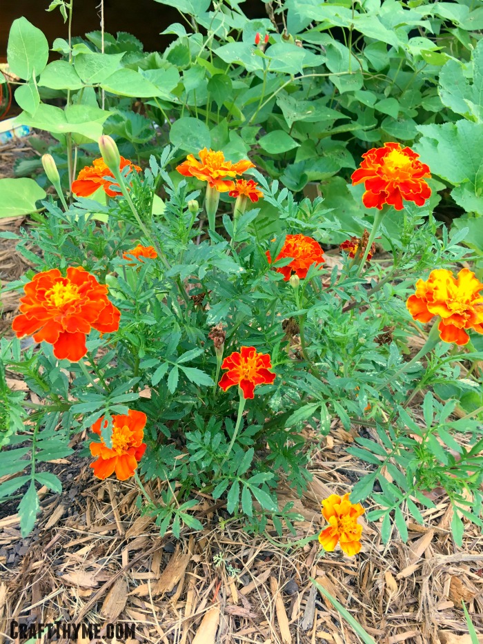 Grow Marigolds! They Are Awesome! • Craft Thyme