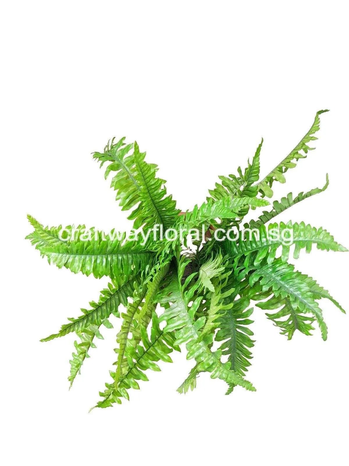 Artificial Licorice Fern Realistic and MaintenanceFree Indoor