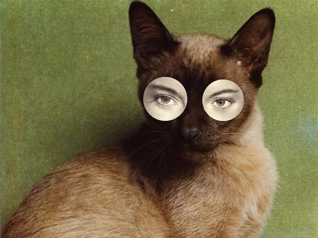 Funny Cat Art · Craftwhack