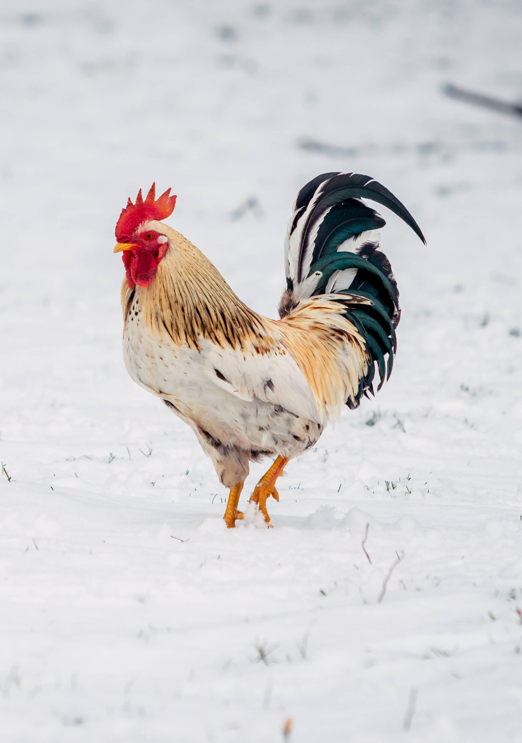 Can Chickens Live Outside in the Winter? Preparing for Cold Weather