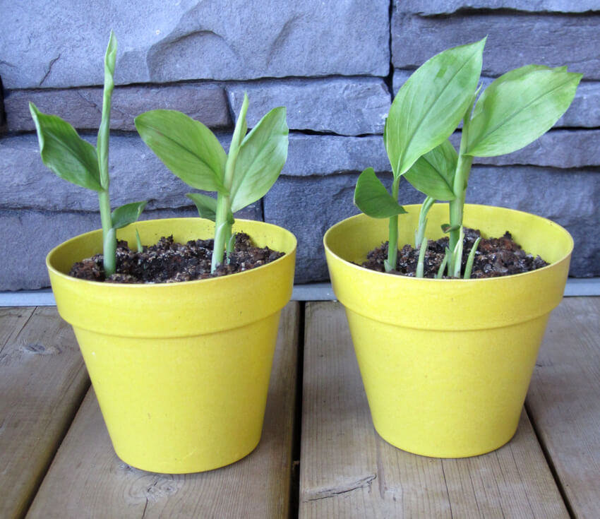 How To Grow Turmeric In A Pot Crafty For Home