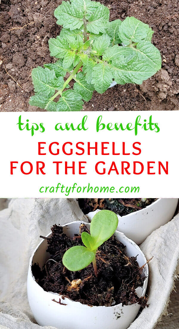 Tips For Using Eggshells In The Garden Crafty For Home