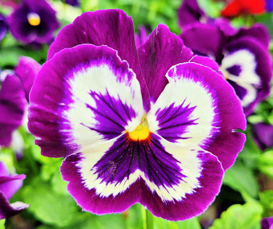 Easy To Grow Frost Tolerant Annual Flowers Crafty For Home