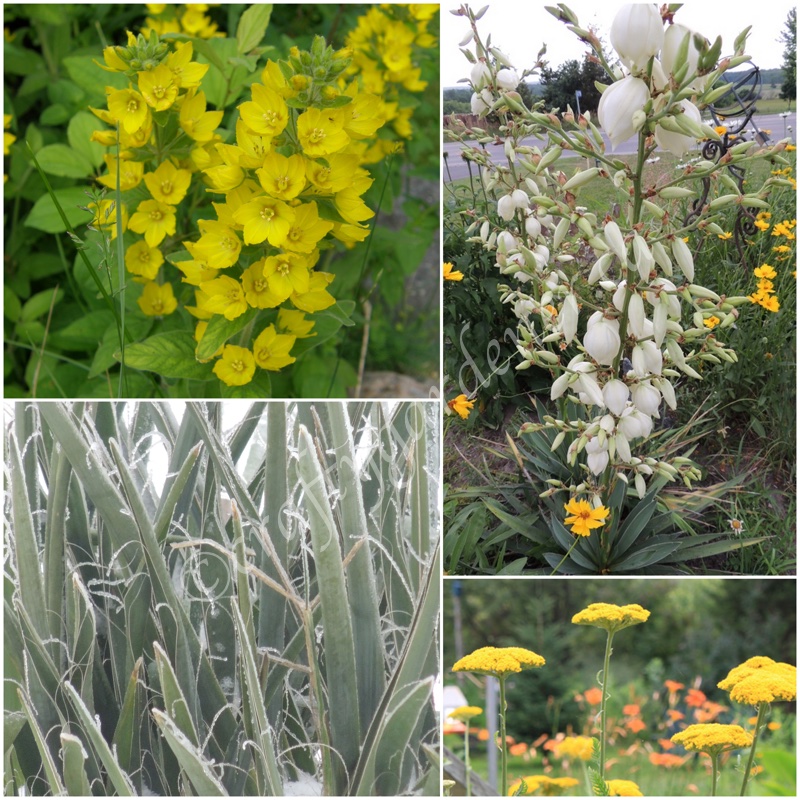 Alphabetical Gardening Y craftygardener.ca