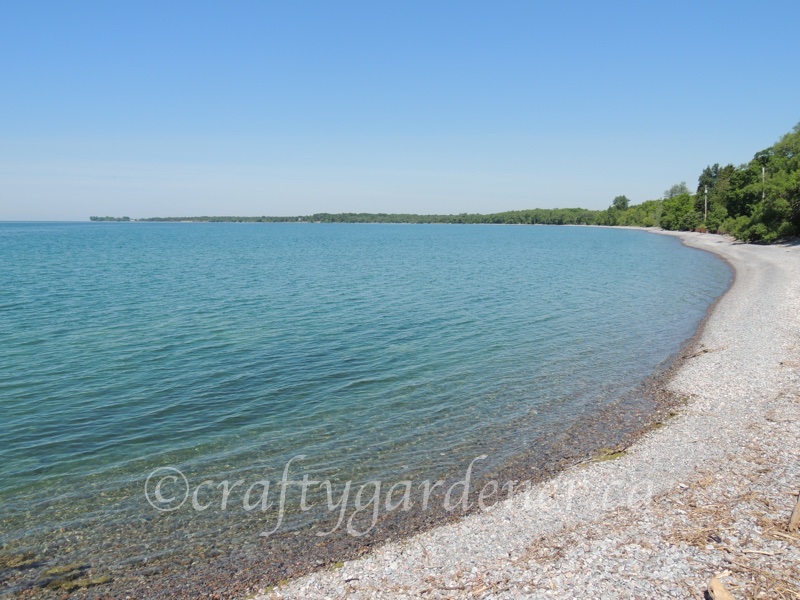 Wicklow Beach craftygardener.ca