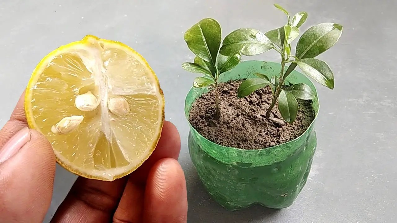 How to Grow Your Own Lemon Tree From Seed Craftygoldenmom