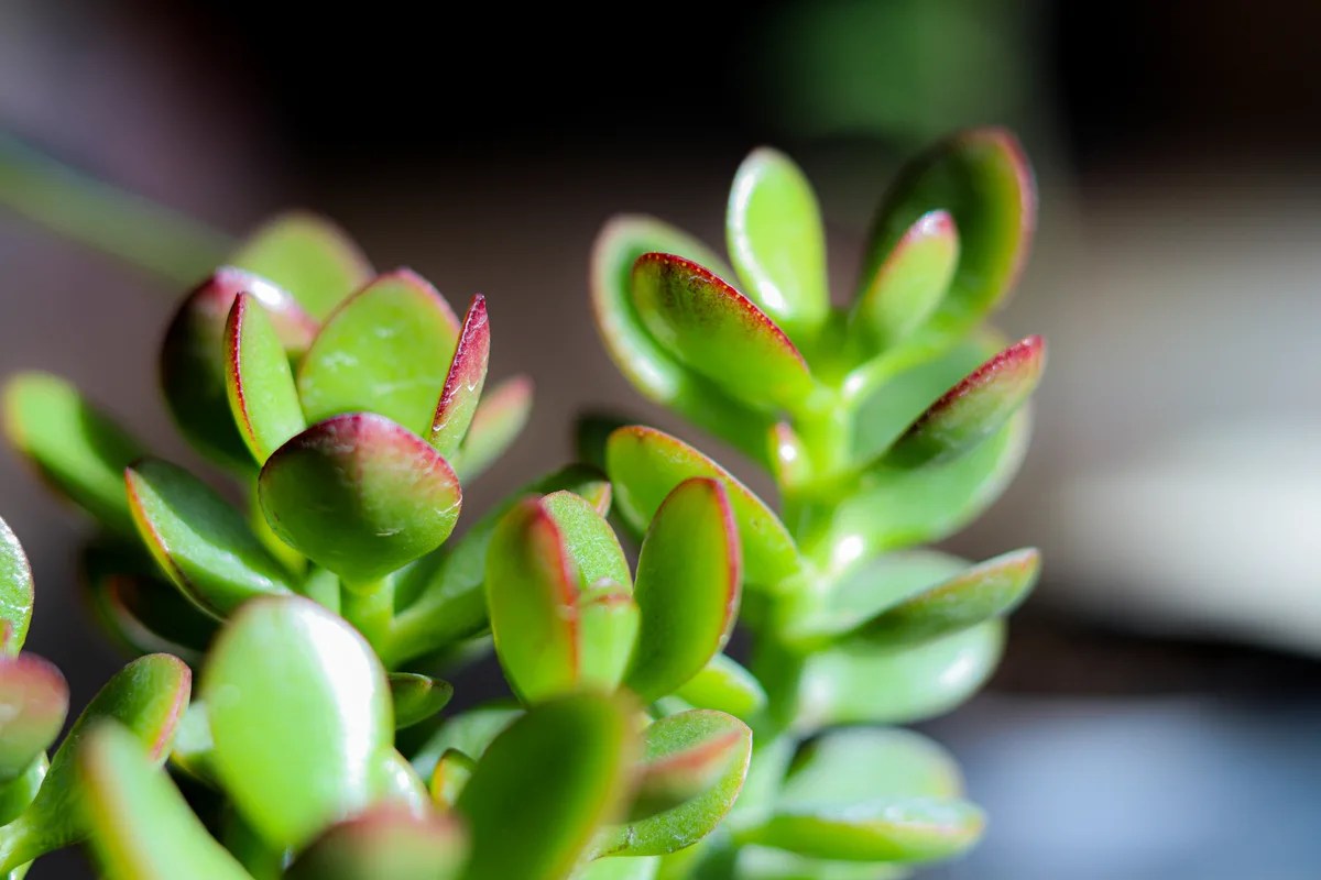 Turning Jade Plant Leaves Red A Simple Guide