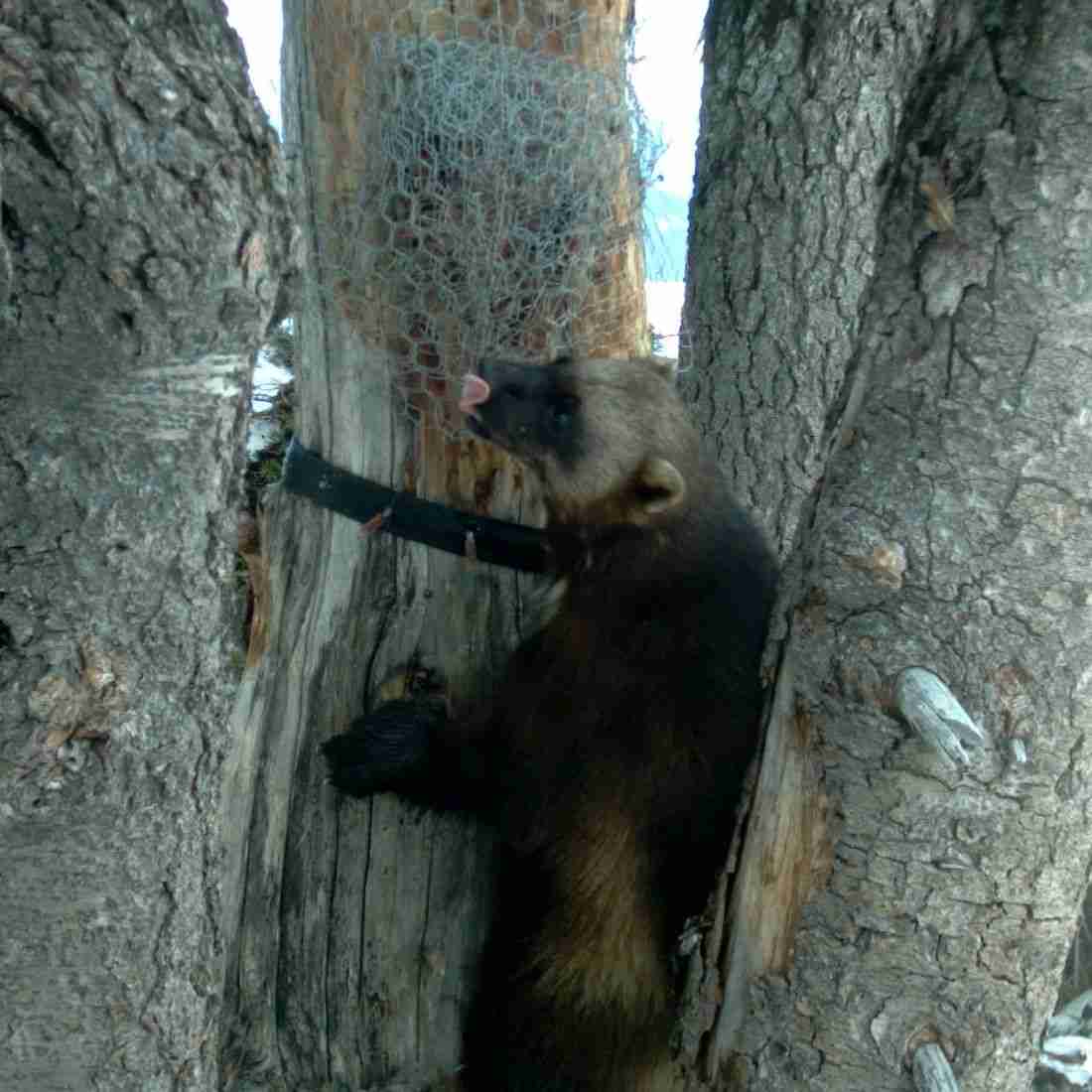 Wolverine Sighting in Gifford Pinchot National Forest Crag Law Center