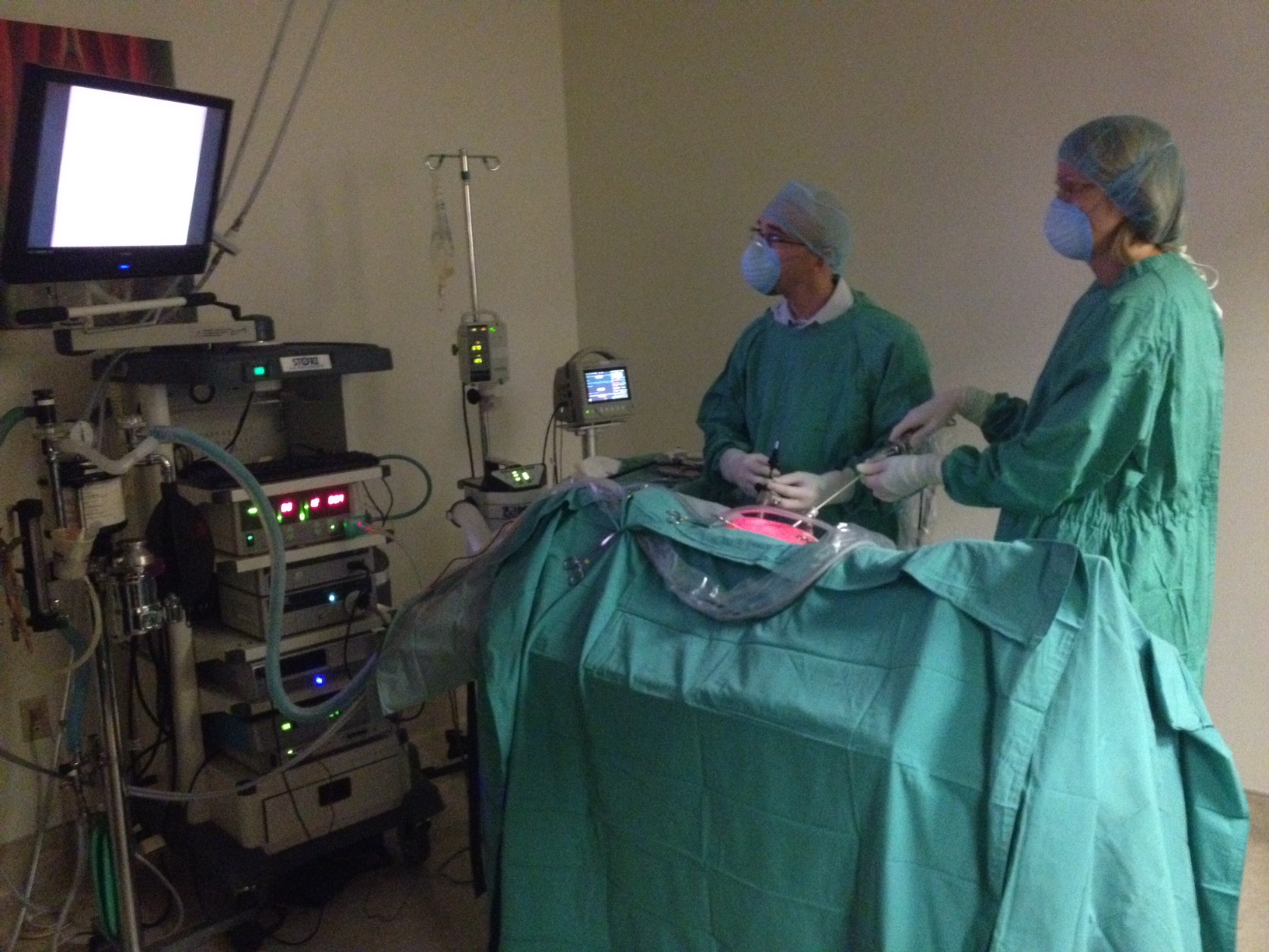 Laparoscopic Spaying and Traditional Spaying your dog or cat.