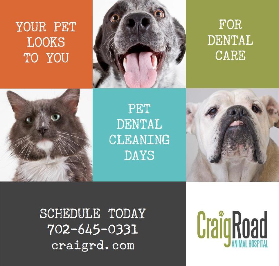 main Craig Road Animal Hospital