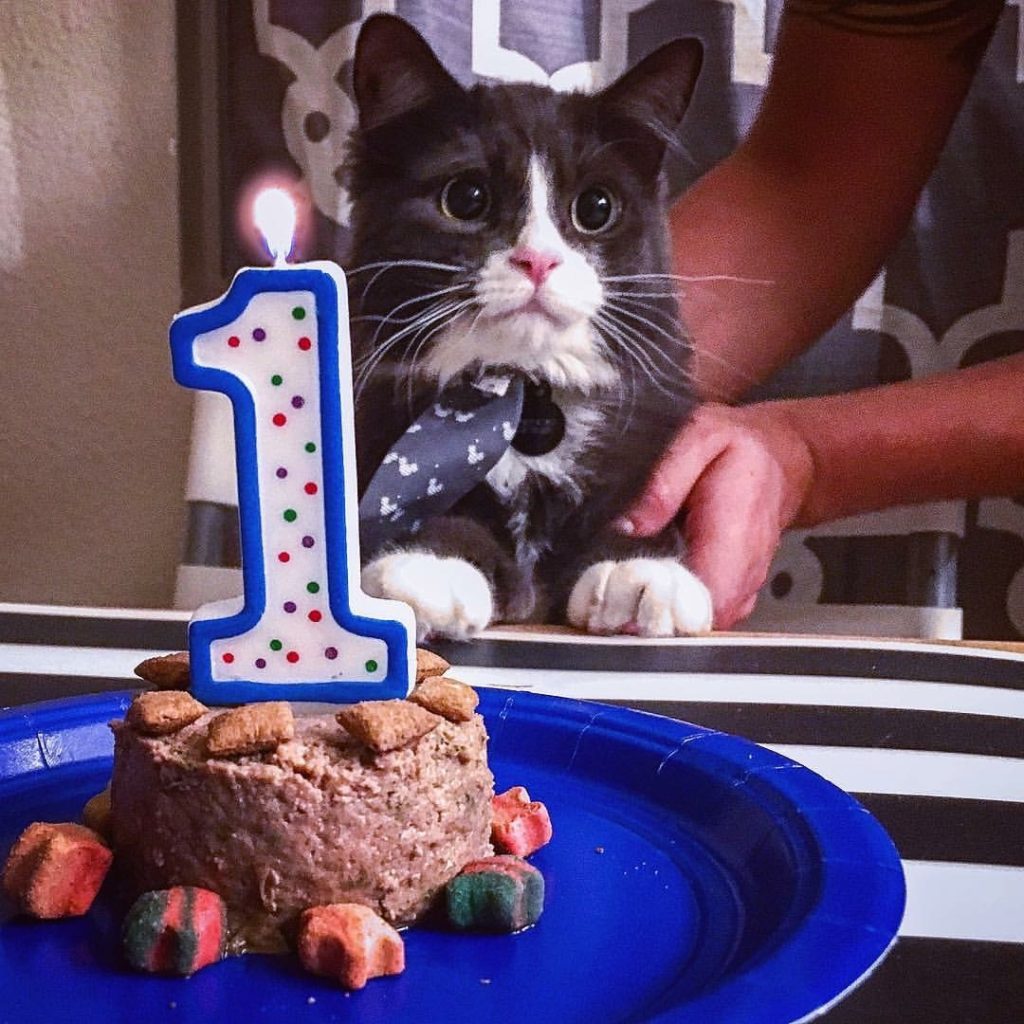 Pet of The Month August 2017 Craig Road Animal Hospital