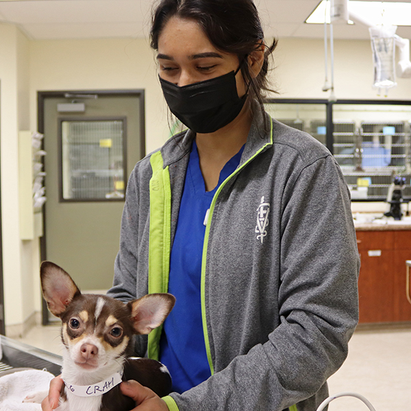 Craig Road Animal Hospital Employee Spotlight Alondra Craig Road
