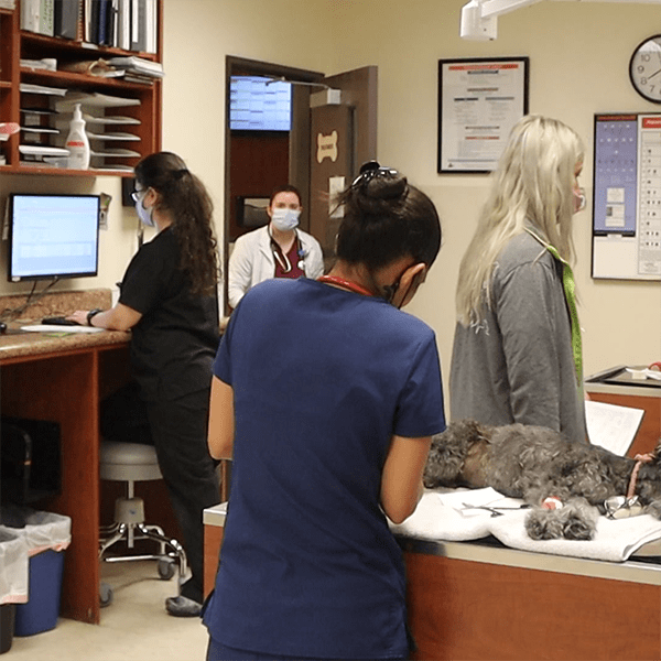 Craig Road Animal Hospital Externship Program Jessica Craig Road