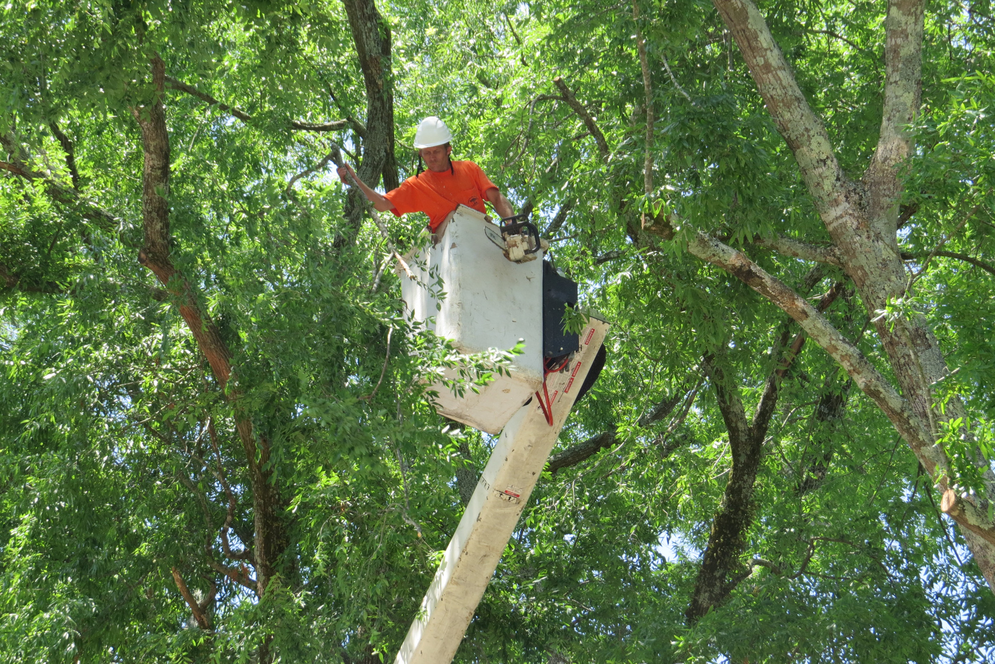 Professional Tree Removal in Birmingham Alabama Craig's Quality Tree