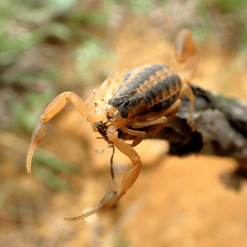 Can You Find Scorpions in the Carolinas? Yes!