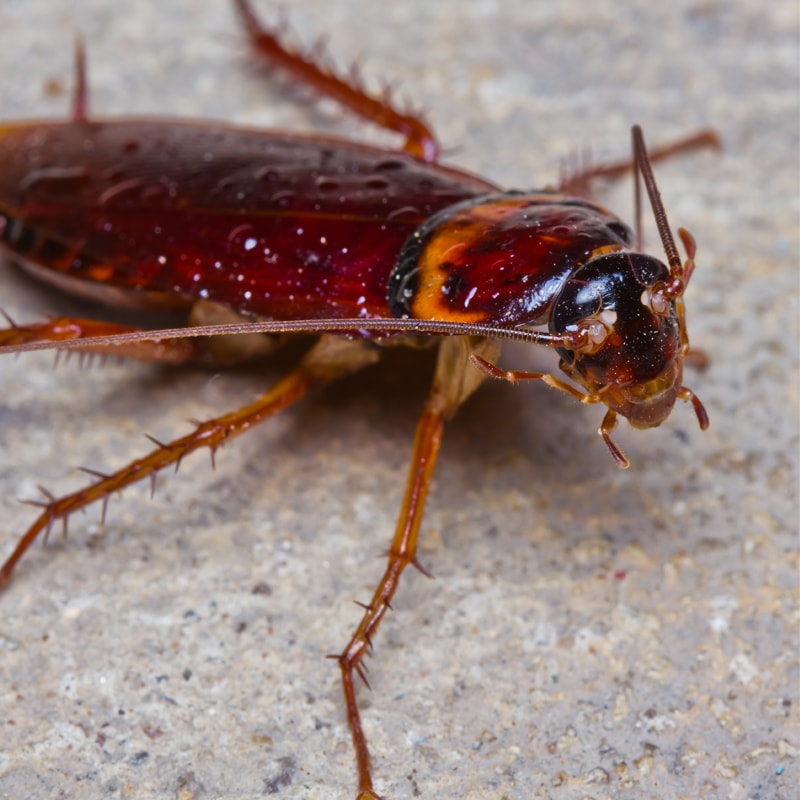 5 Things You Need To Know About Cockroaches Cramer Pest Control