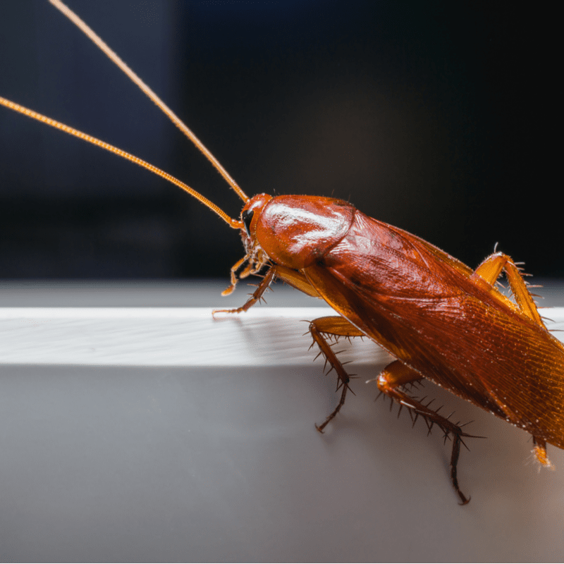 Amazing Facts About Roaches Cramer Pest Control