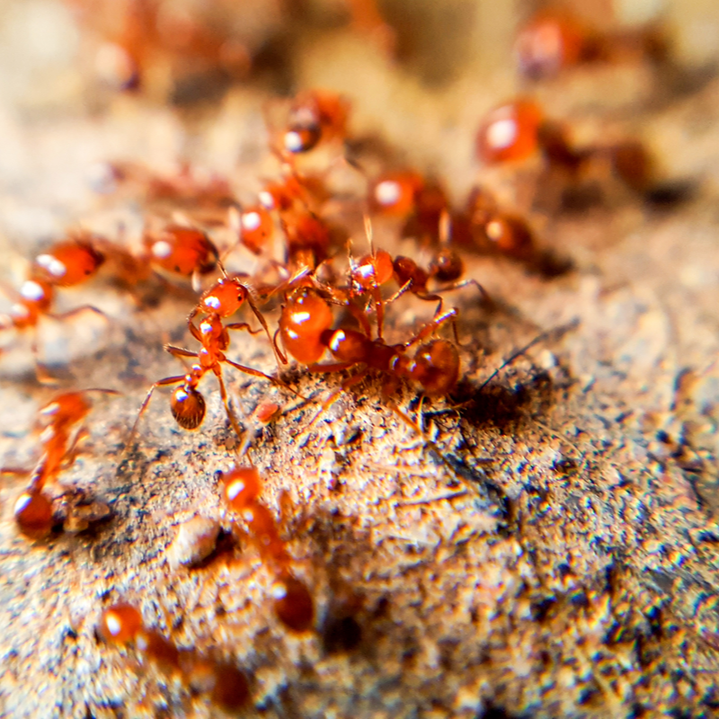 The Red Menace Controlling Fire Ants In North Carolina Cramer