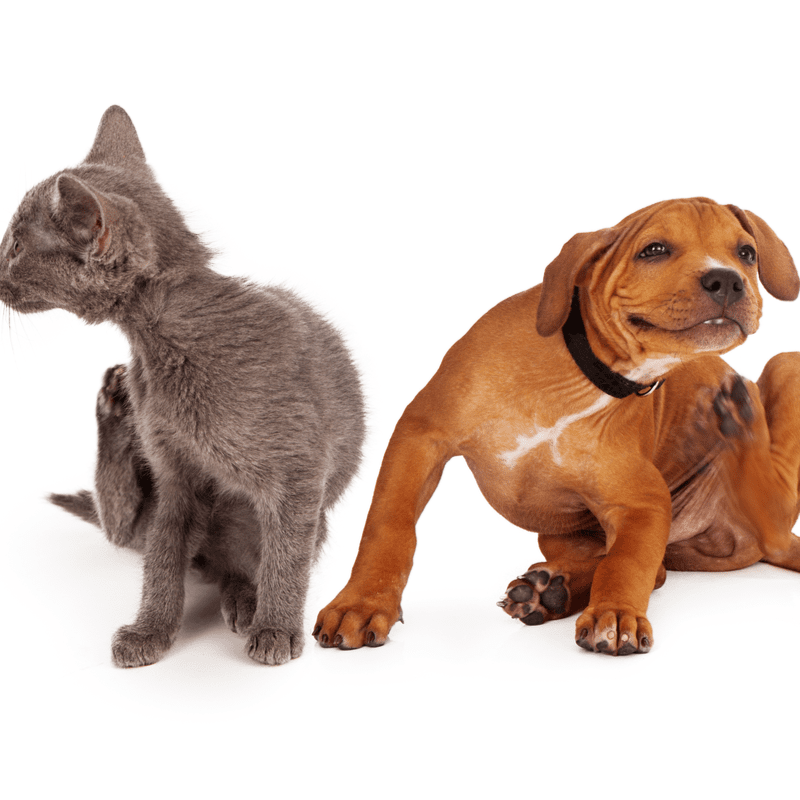 Why Fleas Are So Harmful To Cats And Dogs Cramer Pest Control