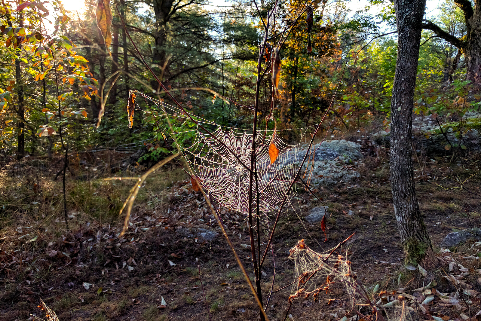 Spider Garden Muskoka Lakes Farm & Winery