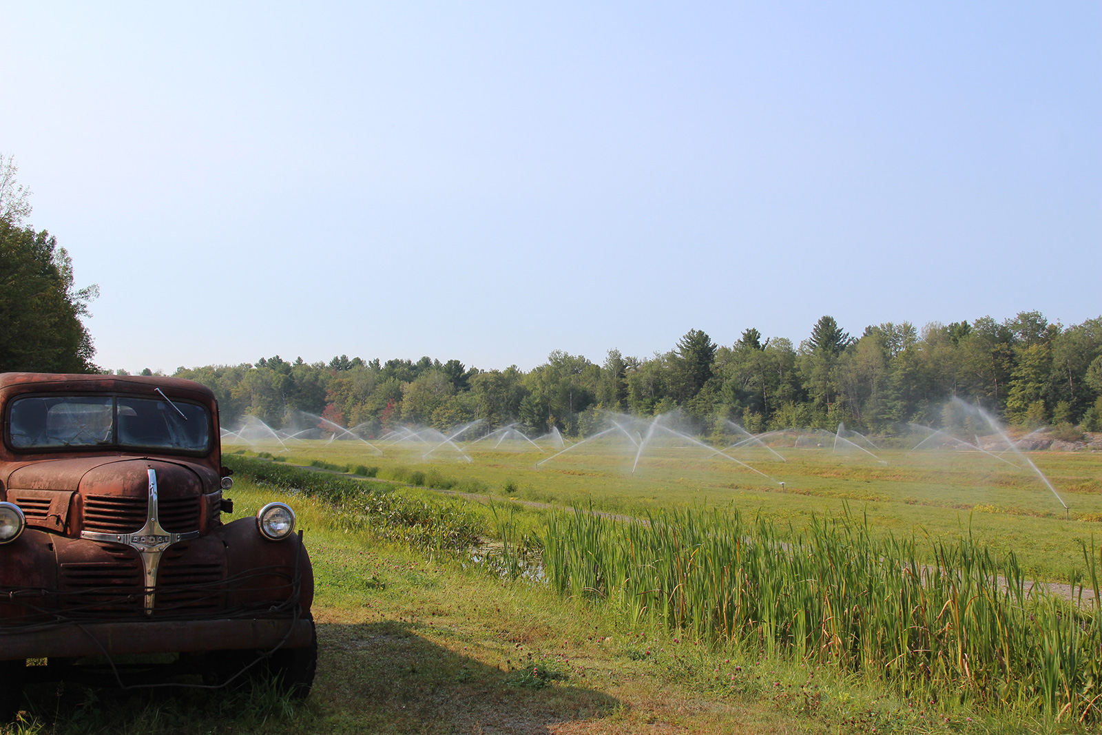 Ontario Cranberry Harvest is Underway! Muskoka Lakes Farm & Winery