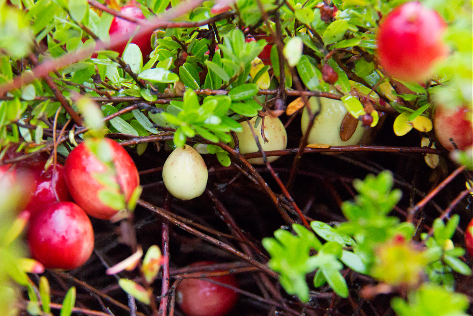 White Cranberries Muskoka Lakes Farm & Winery