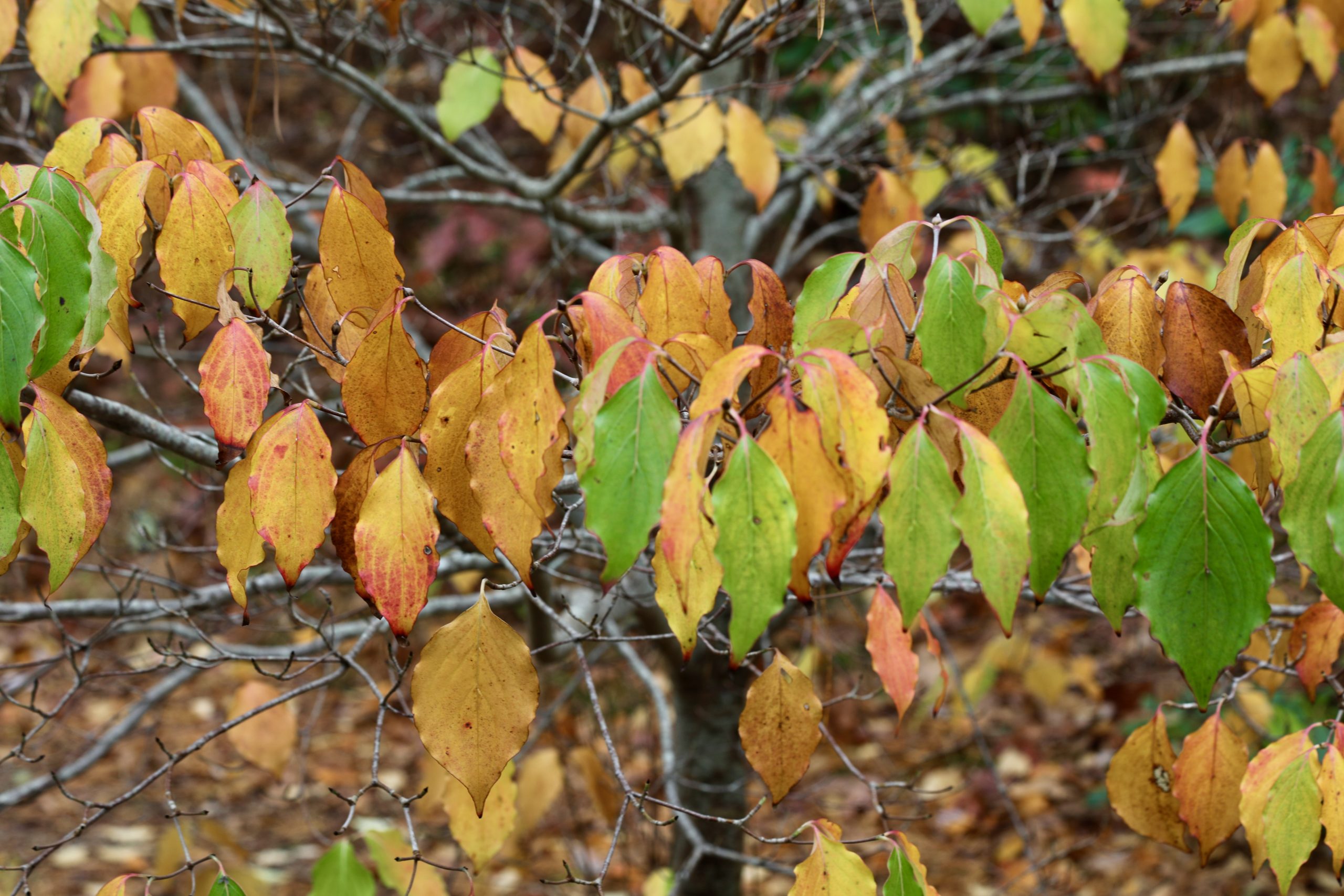 Images Cranberry Knoll Condominiums