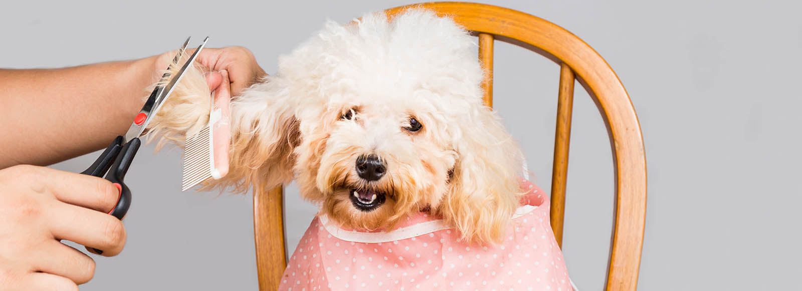 Grooming Casey & Cranbourne Veterinary Hospital Cranbourne Vets Vets South East Melbourne