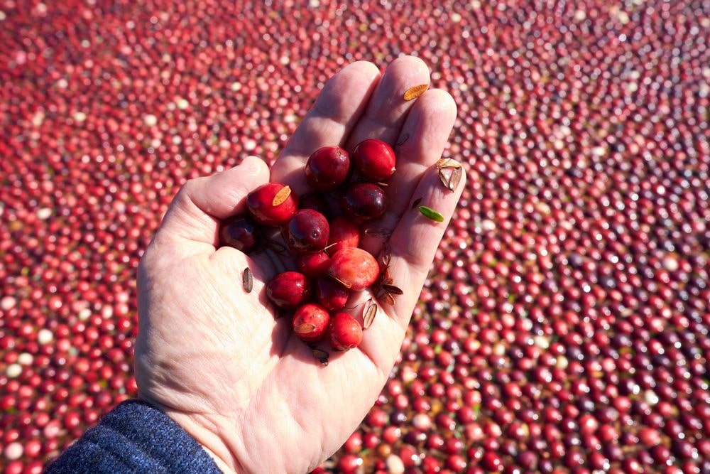 Are Soft Squishy Cranberries Bad? Cranby