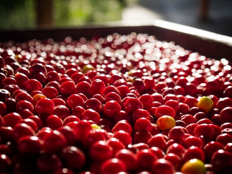 How many Cranberries in a Gallon of Cranberry Juice Cranby