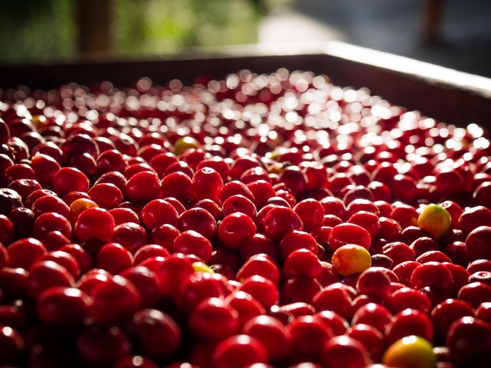 Are Soft Squishy Cranberries Bad? Cranby