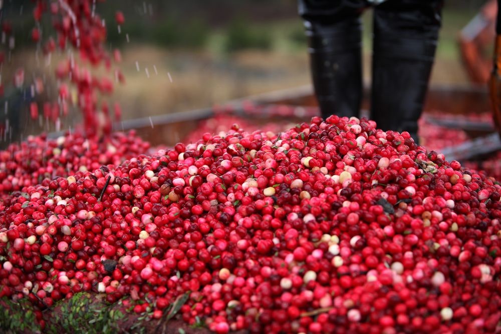 The Cranberry Season Cranby