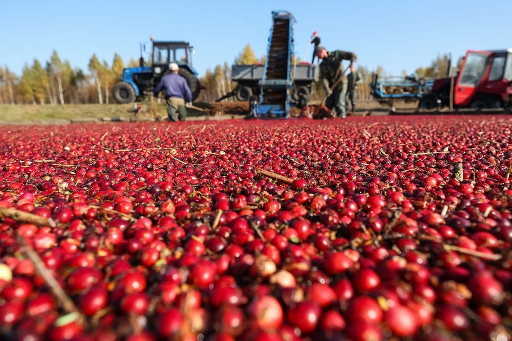 How Cranberries are Processed Cranby