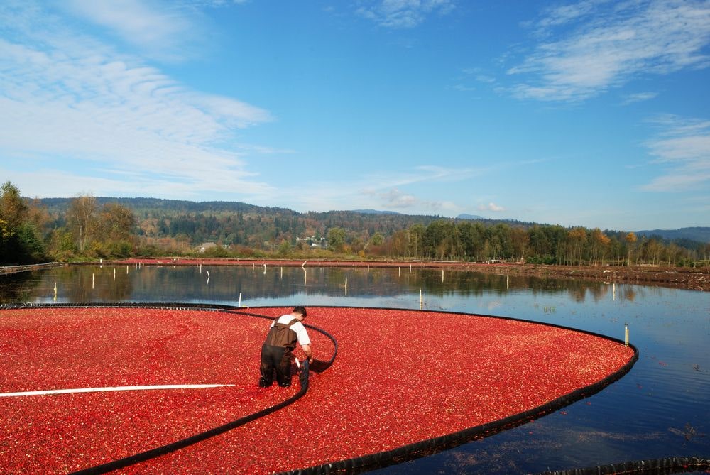 Why are Cranberries Grown in Bogs? Cranby