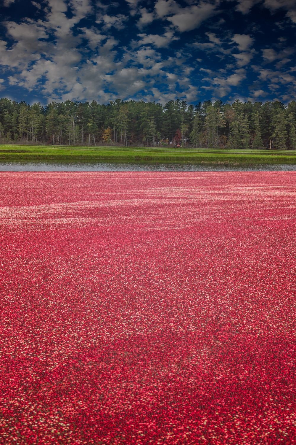 How do they Grow Cranberries in Water? Cranby